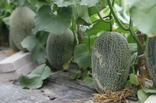 各地方吃瓜,一网打尽全国瓜果美味  第3张